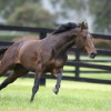 ghibgallop