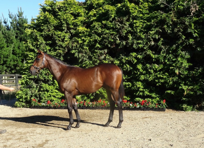easrs carol ghb 16 colt
