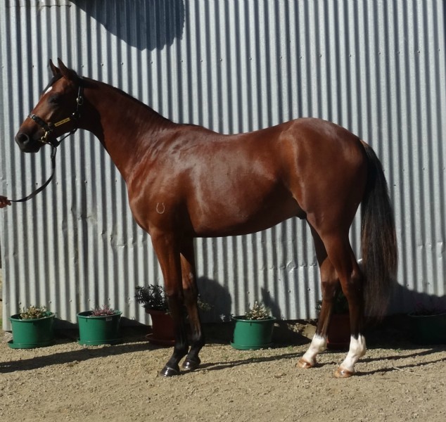 enzed colt 13