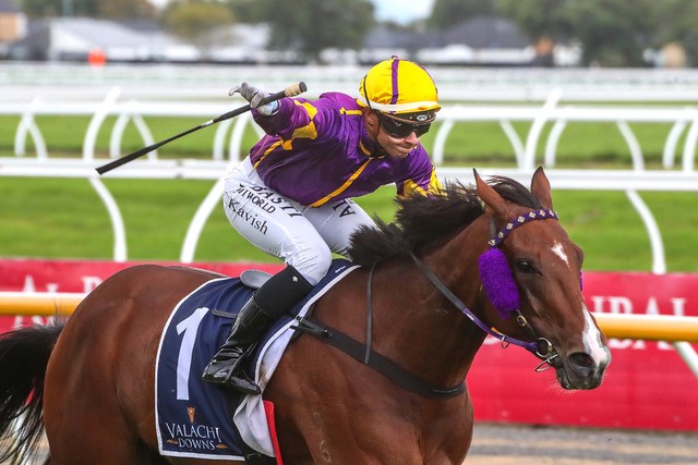 Ghibellines mare Live Drama wins the Group Three South Island Thoroughbred Breeders Stakes at Riccarton on Saturday
