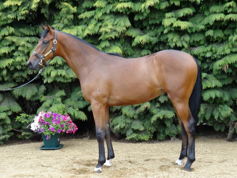 lot 602 rtf personal column coltsmall