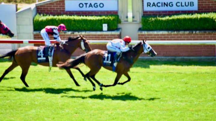 Madam de Soir notches another win in the Dunedin Gold Cup for WRL sire Raise The Flag