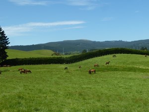 mares onhill