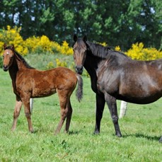 percetibleandfoal14